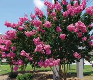 lagerstroemia_indica_x_faurii_sioux